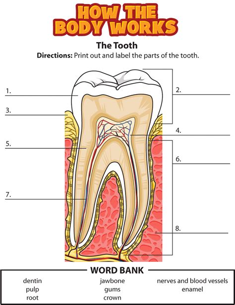 label  tooth diagram labels