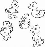 Coloring Pages Duckling Baby Five Clipart Duck Ducklings Little Cute Printable Print Color Getdrawings sketch template