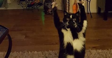 this cat s got her paws in the air like she just don t care huffpost