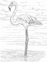 Flamingo Coloring Flamingos Pages Greater Birds Printable Animals Birthday Color Mandala Bird Animal sketch template