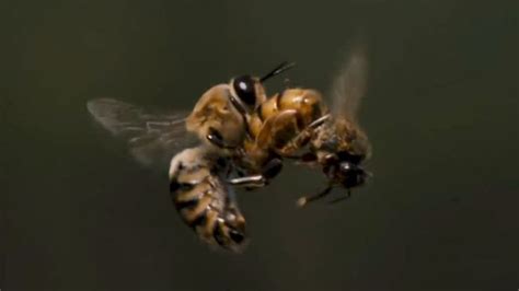 watch this slow motion footage of a queen bee mating with a drone in