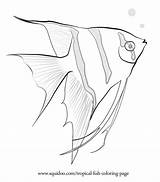 Fish Tropical Coloring Drawing Pages Drawings Saltwater Angel Outline Exotic Color Fishes Animal Freshwater Stencil Marine Draw Printable Colouring Creatures sketch template