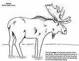 Pages Coloring Colouring Metis Moose Books sketch template