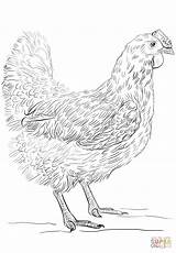 Coloring Chicken Hen Pages Printable Gallina Para Colorear Dibujo Dibujos Gallinas Supercoloring Drawing Gallo Con Animales sketch template