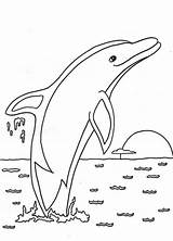 Colorat Planse Delfini Delfin Desene sketch template