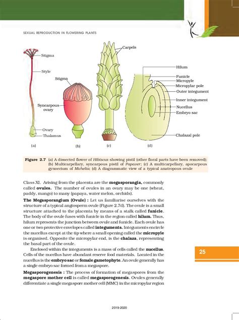 Ncert Book Class 12 Biology Chapter 2 Sexual Reproduction In Flowering