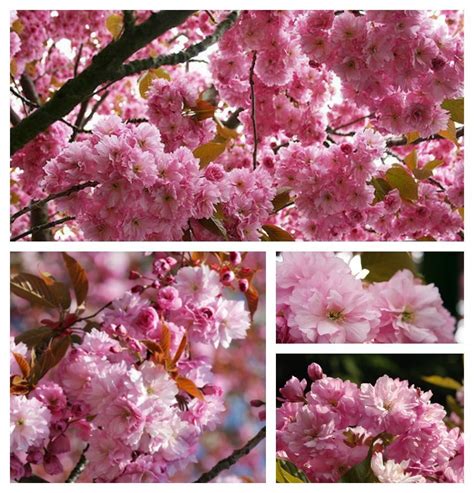 japanische zierkirsche kanzan hochstammbaum   rosa bluetenwolken