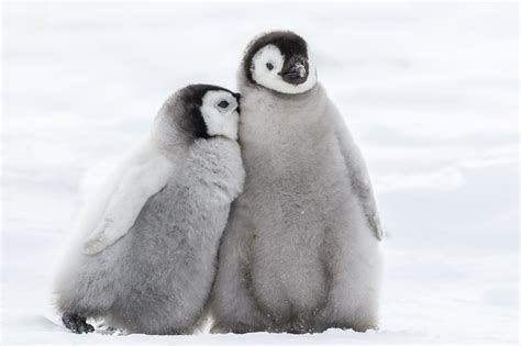 rette pinguinkueken vor dem verhungern