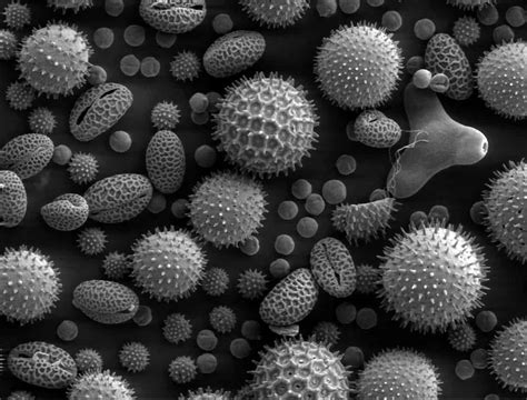 bee pollen granules    consume  part