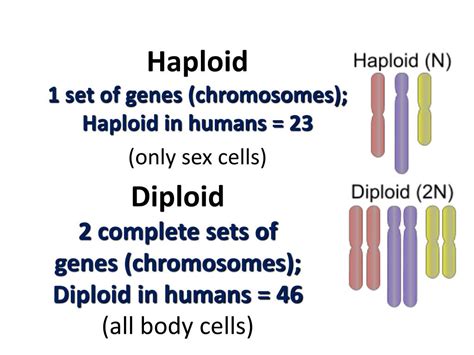 ppt diploid 2 complete sets of genes chromosomes diploid in humans