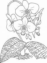 Coloring Pages Orchid Flowers Flower Color Recommended sketch template