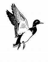 Duck Hunting Mallard Clipart Flying Clip Coloring Pages Drake Waterfowl Cliparts Logo Library Camouflage Bird Panda Wikiclipart Use Wood Clipartpanda sketch template