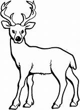 Coloring Deer Pages Print Tailed Printable Colouring Kids Popular sketch template