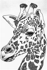Drawing Giraffe Coloring Pages Zentangle Adult Head Drawings Close Animals Animal African Draw Giraffes Book Horse Adults Mandala Books Fr sketch template