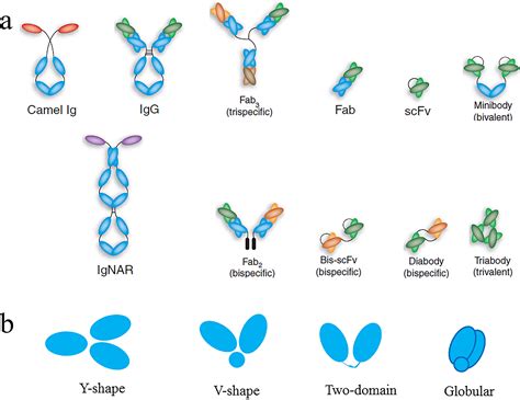 analysis  antibody  real valued special functions