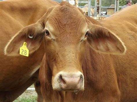 Sex With A Cow Shocking Case Hits Court Sunshine Coast