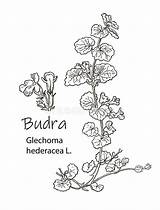 Hederacea Glechoma Botanische Medizinische Vektorillustration Handgezogene sketch template