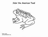 Toad Coloringnature sketch template
