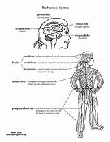 Nervous Endocrine Exploringnature Labeling Senses Teaching Peripheral Nervoussystem sketch template
