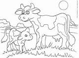 Calf Cow Coloring Pages Kinderart Printable Color Print Pdf Size Getcolorings sketch template