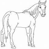 Horse Coloring Pages Quarter Arabian Printable Color Getcolorings Print sketch template