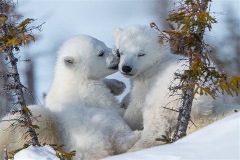 polar bears bears nature mammals animals baby animals hd wallpaper