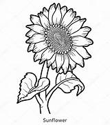 Girasole Colorare Sunflower Fiore Disegno Girasol Girassol Girasoli Flor Realistic Myrl Bacheca Scegli sketch template