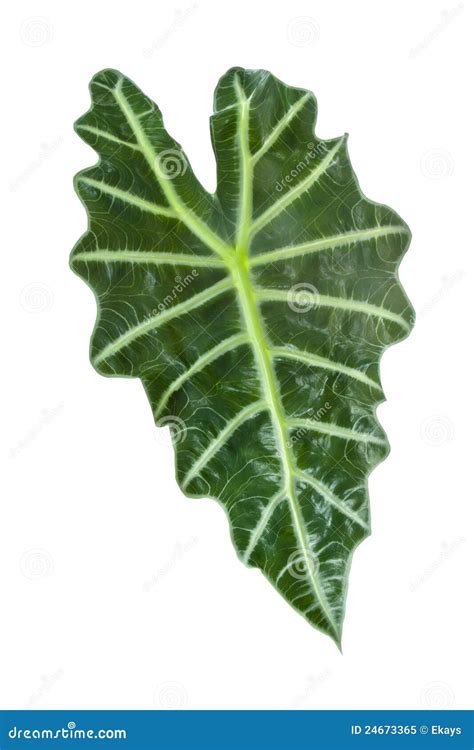 large green leaf stock image image  decorative summer
