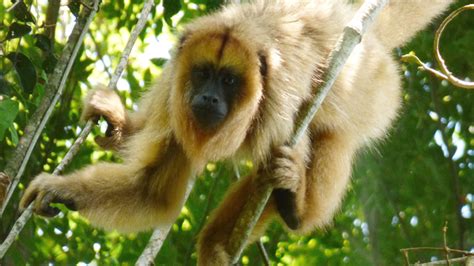 monos en riesgo tienen menor diversidad  podrian ser mas vulnerables  la fiebre amarilla