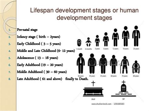 the different developmental stages