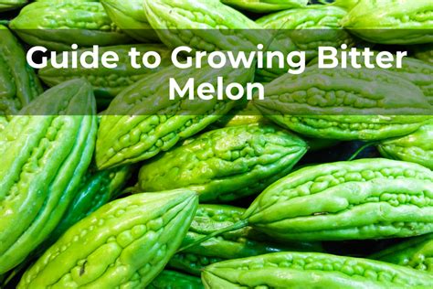 guide  growing bitter melon real men sow