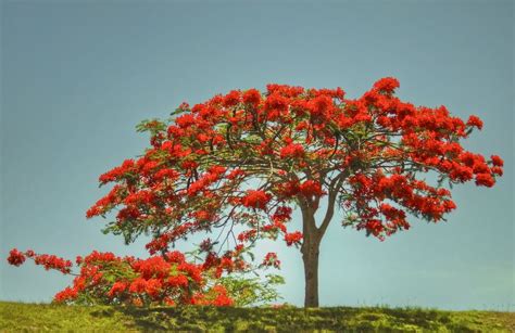 flamboyan tree tree enchanted island nature