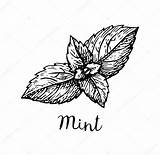 Mint Leaf Sketch Template sketch template