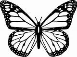 Mariposas Monarch sketch template