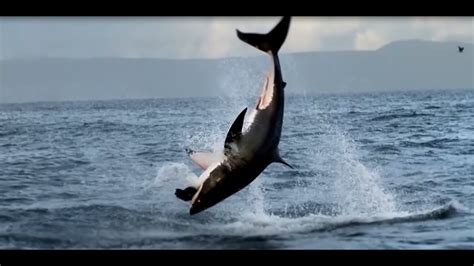 Great White Shark Legend Seal Island And Breach Clip Youtube