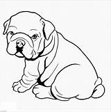 Perros Malvorlage Pitbull Mops Dibujo Englische Bulldoggen Hund Hundebaby Suche Prinzessin Ingles Bulldogs Discover Grooming Educativeprintable Designlooter Tocolor sketch template