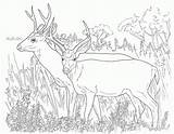 Deer Coloring Pages Printable Mule Kids Hunting Template Print Animal Buck Tailed Doe Animals Desert Color Realistic Colouring Adult Sheets sketch template