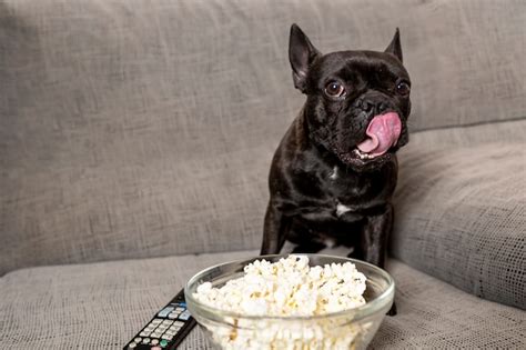 perro comiendo palomitas de maiz en el sofa bulldog negro foto premium