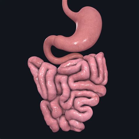 diagram  intestines human