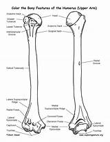 Humerus Coloring Features Bone Bony Anatomy Bones Sketch Template Boney Pages Skeletal Please Sponsors Wonderful Support System sketch template