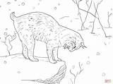 Bobcat Lynx Wildcat sketch template