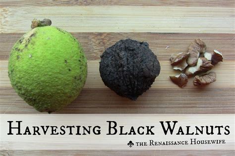 Black Walnuts The Renaissance Housewife