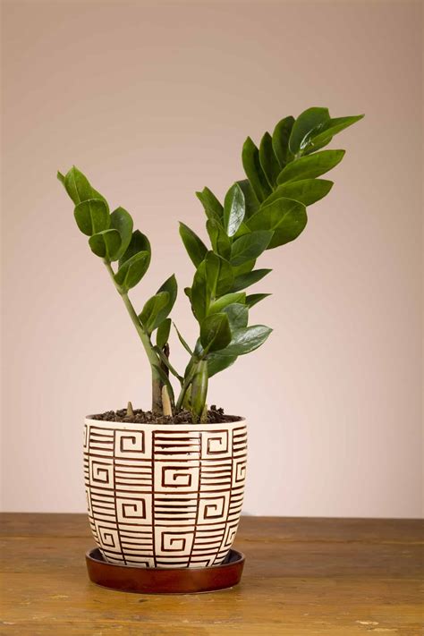 Indoor Plant Types Thinking About Buying Your A Houseplant
