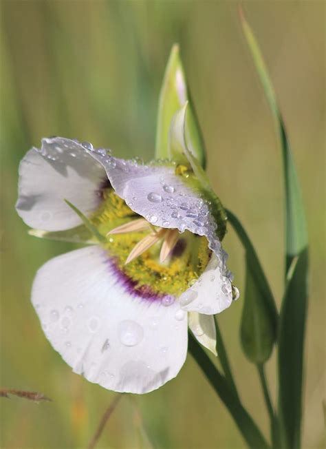 Lily Dew Photograph By Larry Kniskern Fine Art America