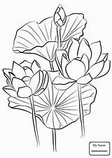 Lotus Coloring Pages Printable Flower Color Flowers Getcolorings Getdrawings Print Kids Drawing sketch template