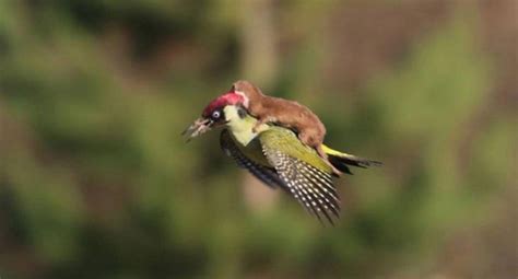 picture of weasel riding on a woodpecker s back goes viral news