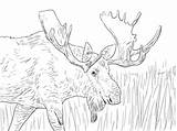 Elch Alaska Ausmalbilder Elk Ausdrucken Colorir Alce Desenhos Malvorlagen Gratis Vorlagen sketch template