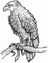 Hawk Bald Hawks sketch template