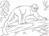 Monkey Coloring Squirrel Tree Pages Drawing Drawings Dot Categories sketch template