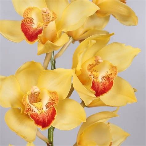 Cymbidium Orchid Golden Fleece Are Perfect For Wedding